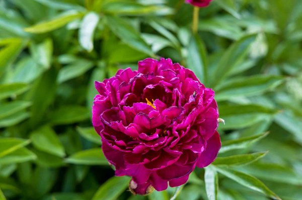 How the Automotive Industry is Adapting to Climate Change for Car Enthusiasts